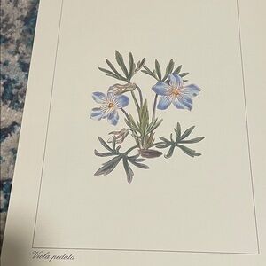 🖤5/$25 Floral Art Print with Blue viola flowers vintage